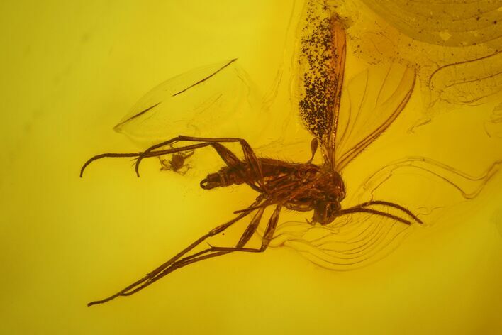 Fossil Fly (Diptera) and a Mite (Acari) in Baltic Amber #163535